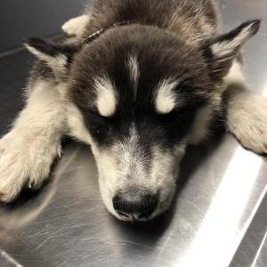 Found Dog Unknown