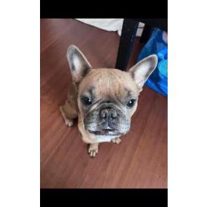 Lost Dog Roxy