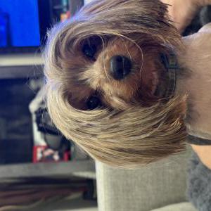 Lost Dog Mochi