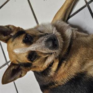 Lost Dog SCOOBY Doo