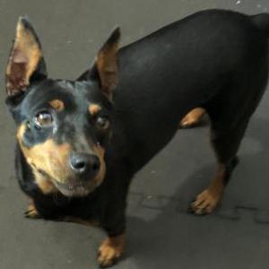 Found Dog Unknown