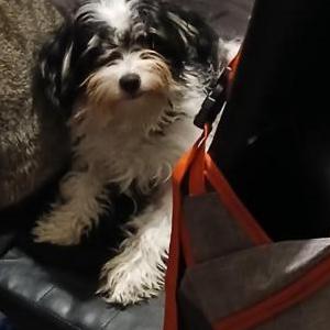 Lost Dog Oreo