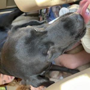 Found Dog Unknown