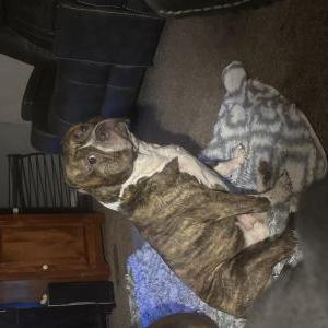 2nd Image of Beethoven, Lost Dog