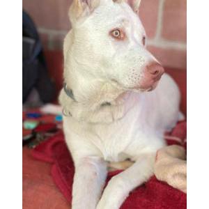 Lost Dog Raiden