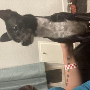 Found Dog Unknown
