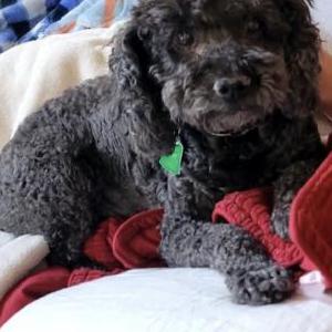 Lost Dog Spike