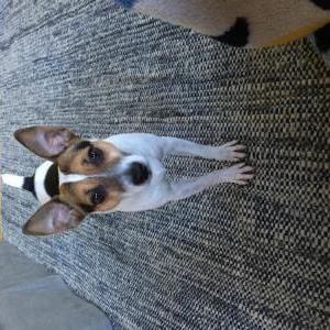 Lost Dog Max
