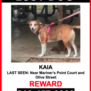 Lost Dog Kaia