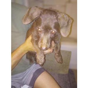 Found Dog Unknown