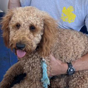Lost Dog Georgia