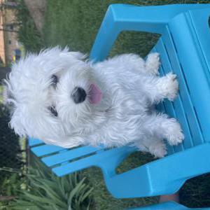 Lost Dog Spidie