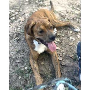 Lost Dog Ollie