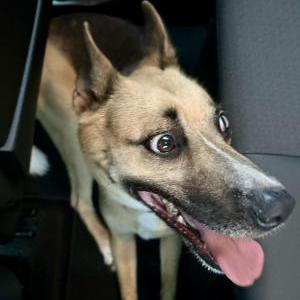 Found Dog Unknown