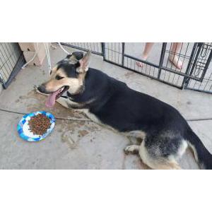 Found Dog Unknown