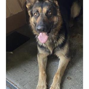 Lost Dog Oso