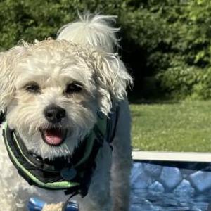 Lost Dog Summer