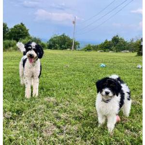 Lost Dog Bella and Sydney