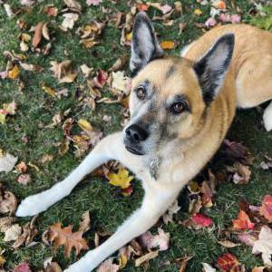Lost Dog Nino