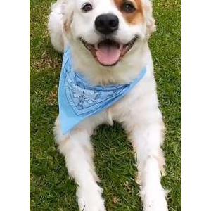 Lost Dog Major Donahue