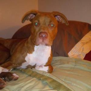 Lost Dog Nick nack