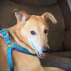 Lost Dog Leo