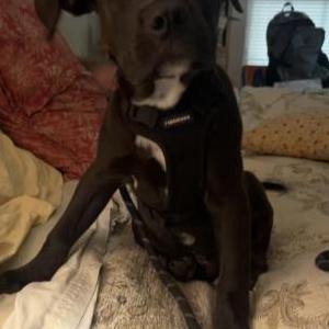 Found Dog Unknown