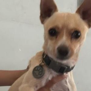 Lost Dog Oliver/Oli