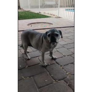Lost Dog Carli