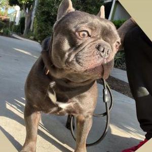 Lost Dog King