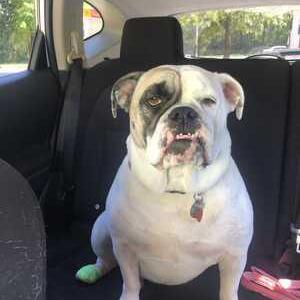 Image of Spotty, Lost Dog