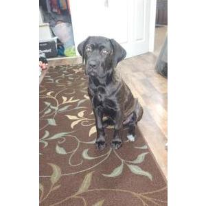 Lost Dog Corsa