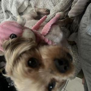 Lost Dog Layla