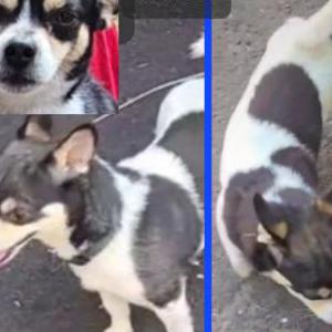 Lost Dog Tango