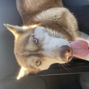 Found Dog Husky 