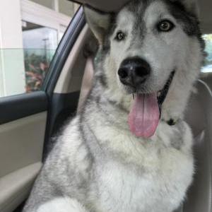 Found Dog Unknown