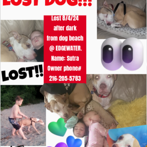 Lost Dog SUTRA