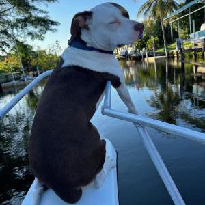 Lost Dog bruce wayne