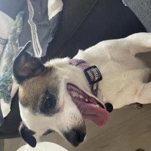 Found Dog Unknown