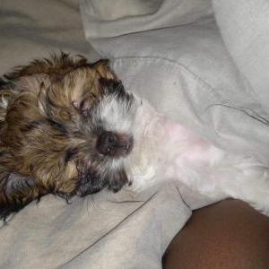 2nd Image of Bubbles, Lost Dog