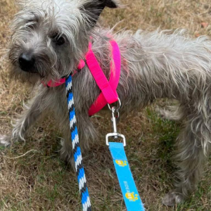 Lost Dog Ariel