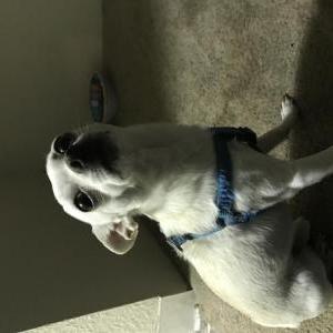 Lost Dog Gizzy