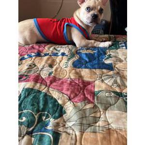 Lost Dog Luxx