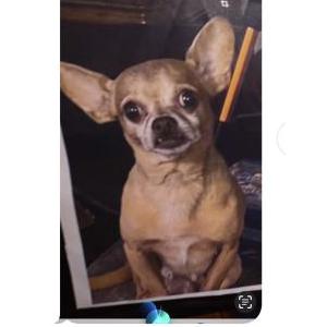 Lost Dog Chico