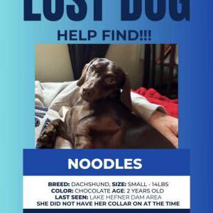 Lost Dog Noodles