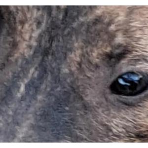 Found Dog Unknown