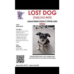 Lost Dog Millie