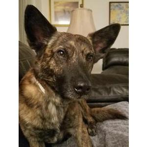Lost Dog Clyde