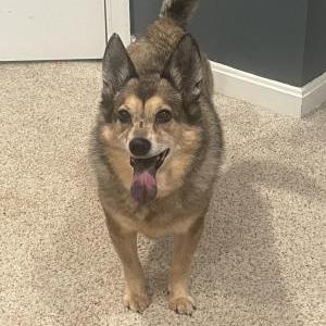 Lost Dog Simba