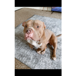 Lost Dog Tinny